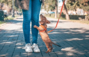 A woman is struggling with her difficult and stubborn puppy while walking it on a leash.