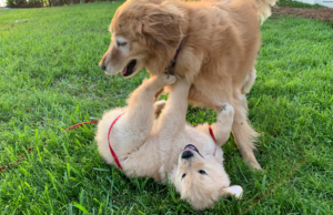 An older Golden Retriever plays with a Gold Retriever Puppy. Dogs at different developmental stages in their life.