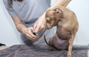 is your puppy struggling with nail trims? Understanding the importance of allowing your puppy to say 'no' in training for a stronger bond.