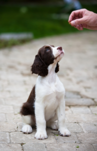 A puppy on a brick walkway during a puppy training session. Using training treats helps reinforce and maintain desired behaviors. 