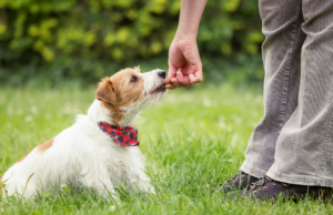 A dog owner is using training treats during puppy training prompting a common question of "when can I stop using dog training treats"?