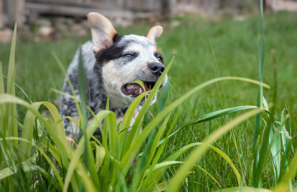 Gallery Detail: Why Do Puppies Eat Grass