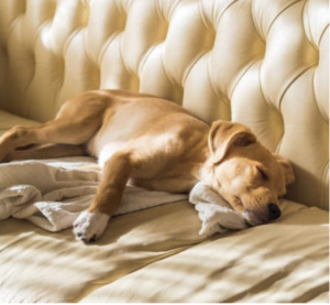 Golden puppy sleeping on a comfortable couch in the sunlight. Discover why dogs prefer the couch over their dog bed and find effective solutions for pet owners.